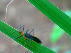 Repipta fuscipes