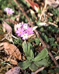 Primula denticulata