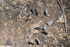 Celastrina echo sidara