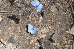 Celastrina echo sidara