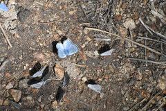 Celastrina echo sidara