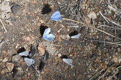 Celastrina echo sidara