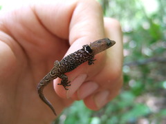 Sphaerodactylus microlepis