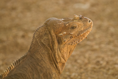 Cyclura cornuta cornuta