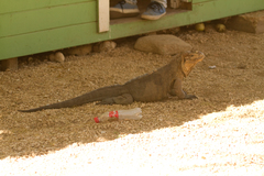 Cyclura cornuta cornuta