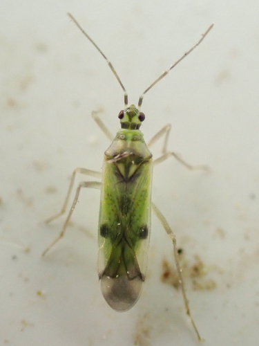 Tupiocoris notatus (Distant, 1893)