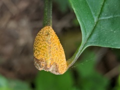 Puccinia andropogonis