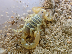 Paruroctonus luteolus