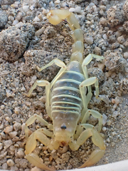 Paruroctonus luteolus