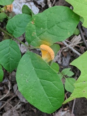 Puccinia andropogonis