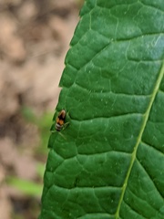 Horistonotus curiatus