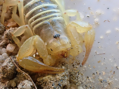 Paruroctonus luteolus