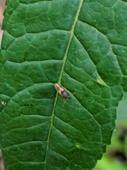 Horistonotus curiatus