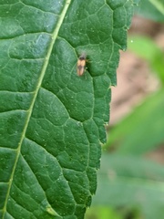 Horistonotus curiatus