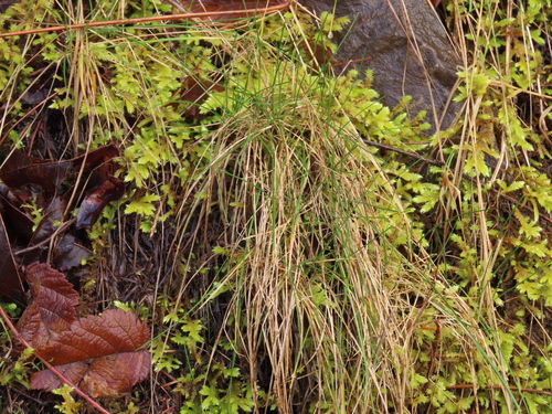 Festuca rubra iNat (2)