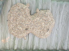 Metapolybia