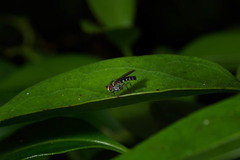 Plagioneurus univittatus