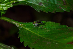 Plagioneurus univittatus
