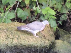 Columba palumbus