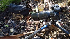 Coprinopsis canoceps