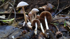 Coprinopsis canoceps
