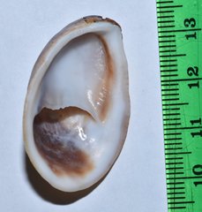 Crepidula fornicata image