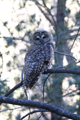 Strix occidentalis lucida