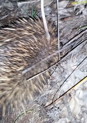 Tachyglossus aculeatus acanthion