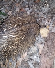 Tachyglossus aculeatus acanthion