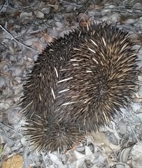 Tachyglossus aculeatus acanthion