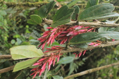 Thibaudia floribunda