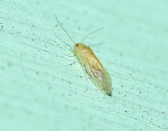 Valenzuela indicator