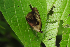 Catonephele numilia esite