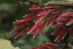 Thibaudia floribunda