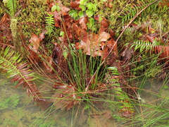 Juncus laccatus