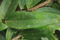 Thibaudia floribunda