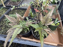 Pteris quadriaurita