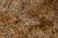 Fusigobius