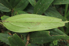 Thibaudia floribunda