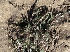 Cardionema ramosissimum