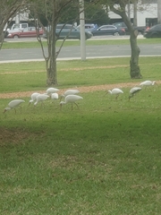 Eudocimus albus
