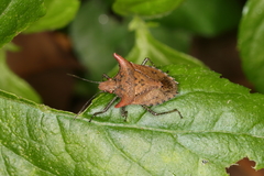 Euschistus cornutus