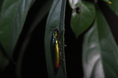 Chrysochroa fulminans