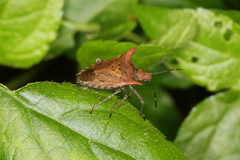 Euschistus cornutus