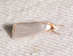 Urola nivalis