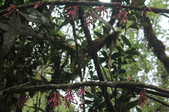 Thibaudia floribunda