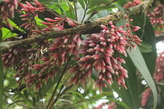 Thibaudia floribunda