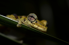 Osteopilus dominicensis