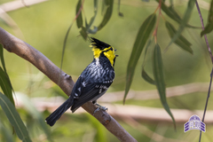 Machlolophus spilonotus