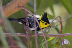 Machlolophus spilonotus